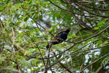 Kuşlar dallarda oturur ve yukarı bakar