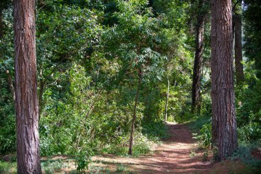 Ormanda güzel yeşil ağaçlar Sabah ışığında, doğa