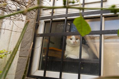 Kedi bir evin penceresine bakıyor.