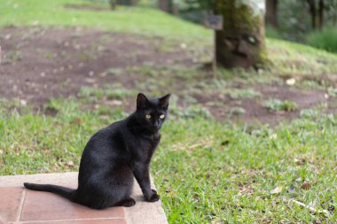 Bahçedeki kara kedi