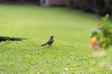Bulanık arkaplanı olan bir ağaçtaki güvercinin seçici odak noktası.