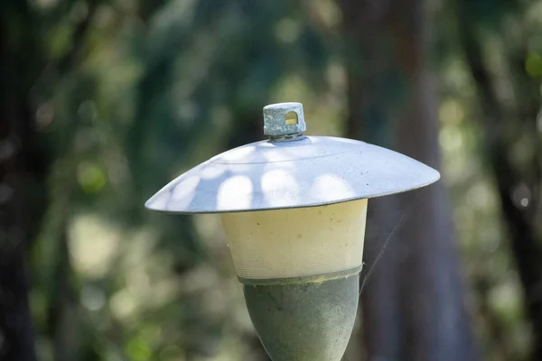 Ağaçtaki yeşil fener