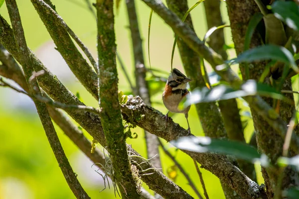 kırmızı - başlıklı baykuş (buceus ruficus )