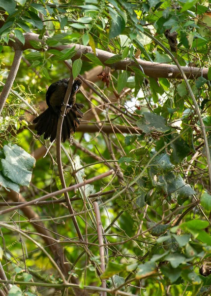 black bird on the tree