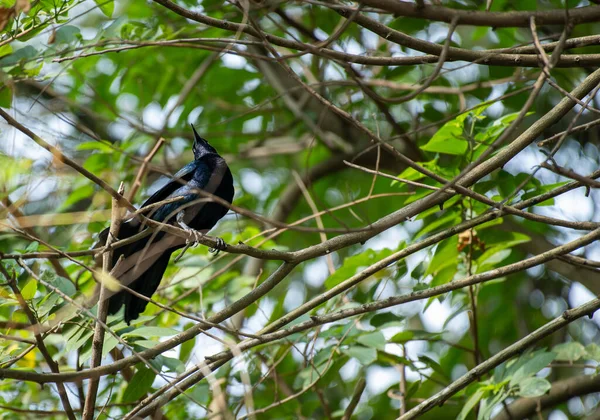black bird on the tree