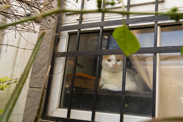 Kedi bir evin penceresine bakıyor.