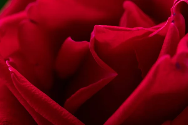 yakın - kırmızı güllerin görünümü