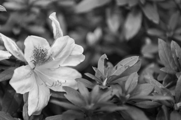 Bahçedeki güzel çiçekler