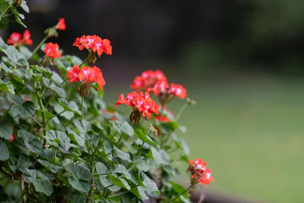 Bahçedeki kırmızı çiçekler.