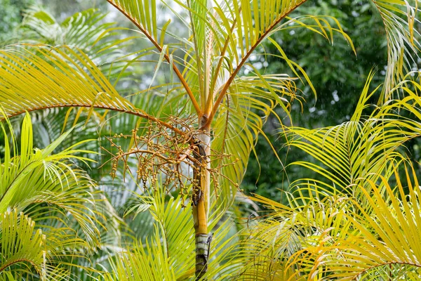 Güzel tropikal arkaplan manzarasını kapat