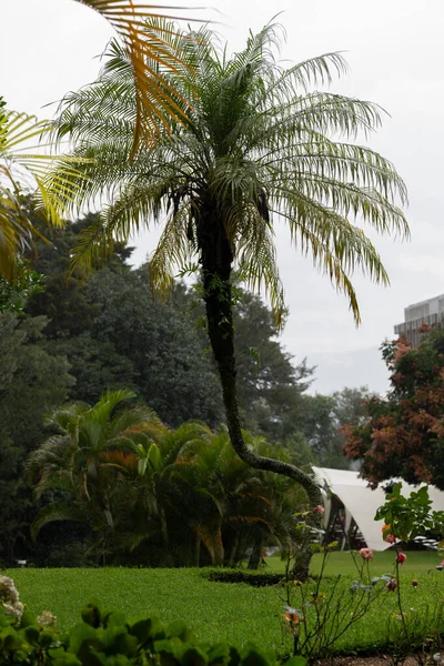 Parktaki palmiye ağaçları.