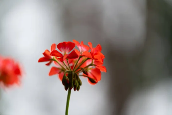 doğa kırmızı çiçekler