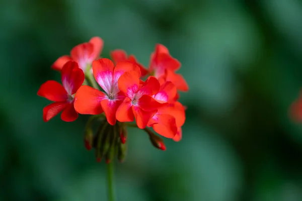 Bahçedeki güzel çiçekler