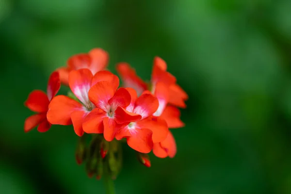 Bahçedeki güzel kırmızı çiçek
