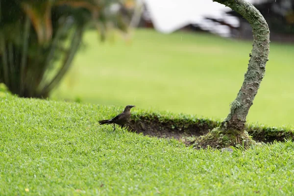 Ağaçtaki siyah karga kuşu