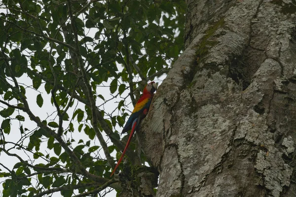Parktaki ağaçtaki kuş.