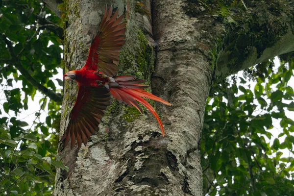 Kırmızı kanatlı kuşun yakın çekim görüntüsü.