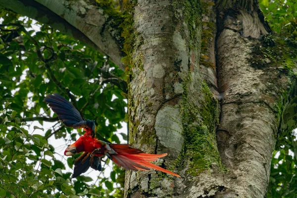 Bir kuş ağaçta oturuyor.