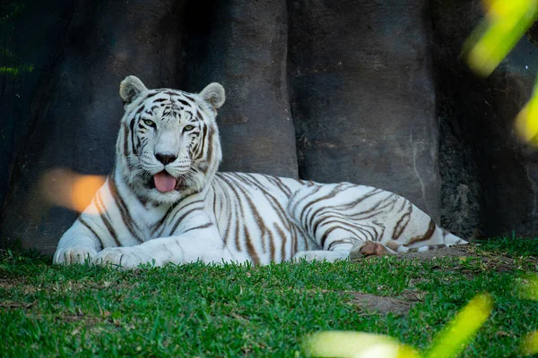 Hayvanat bahçesindeki kayanın üzerinde yatan bir kaplan.