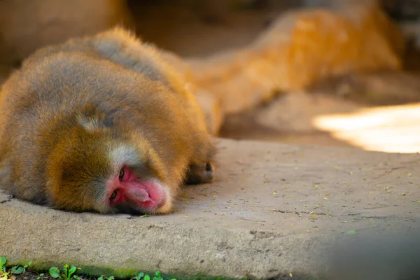 Maymun hayvanat bahçesinde uyuyor..
