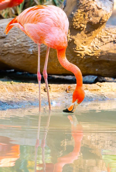 Parkta güzel bir flamingo görüntüsü.