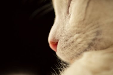 Karanlıktaki beyaz kedi