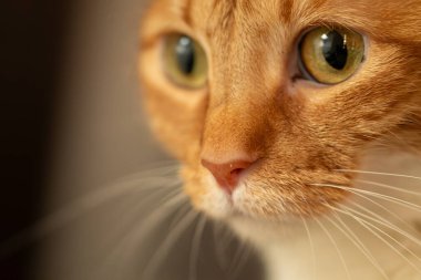 Cat çehresini yakın çekim