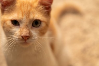 Kızıl kedi, yaklaş.