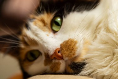 Yeşil gözlü şirin bir yavru kedi.