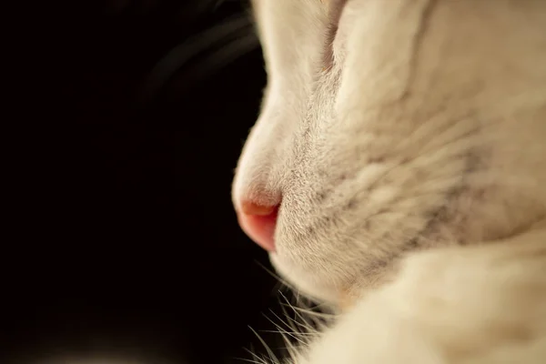 Karanlıktaki beyaz kedi