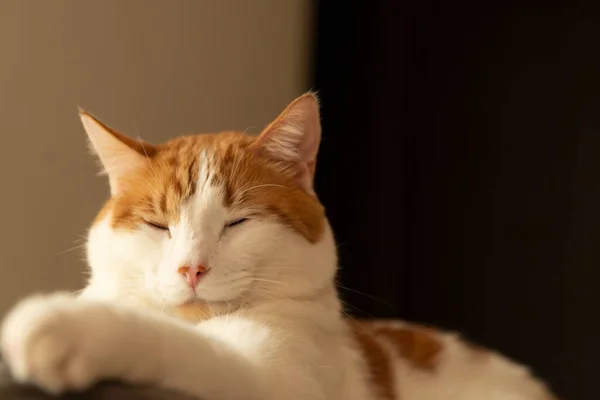 Kırmızı beyaz bir kedinin portresi