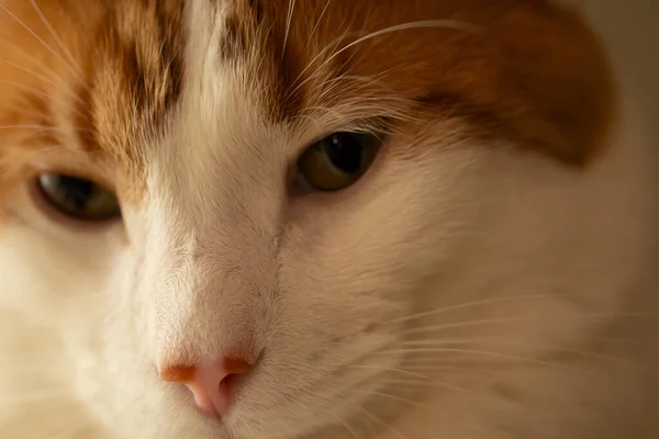 Sevimli Kedi Yüz yakın çekim