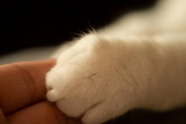 beyaz kedi pençe yakın çekim