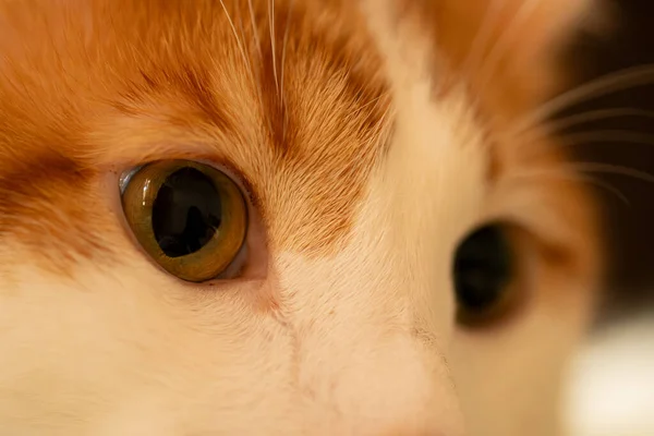 Yeşil gözlü kırmızı kedi