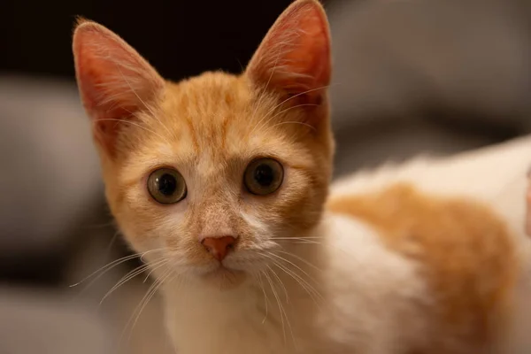 Sarı gözlü kırmızı kedinin portresi