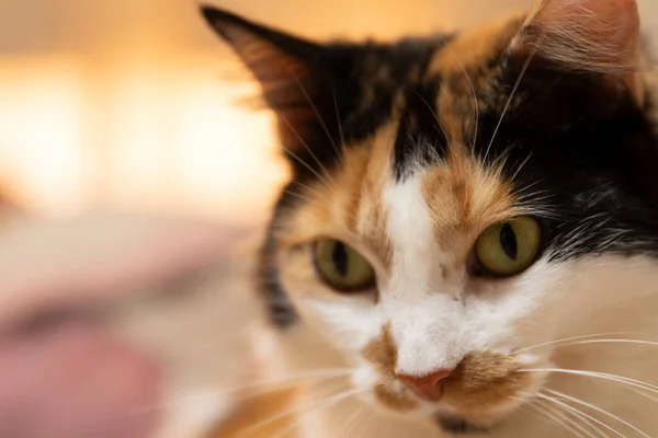 Beyaz arka planı olan güzel bir İtalyan kedisinin portresi. yakın - yakın görünüm.