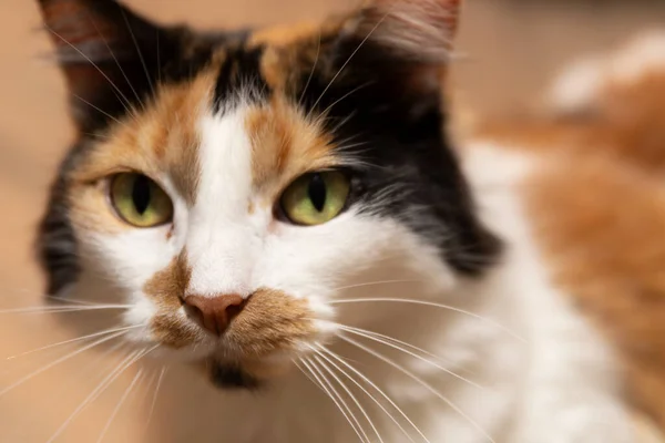 Calico kedi portresi. Yeşil gözlü güzel kedi..