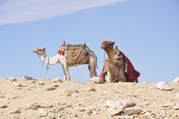 Dos Camellos Ciudad Menfis — Stock Photo, Image