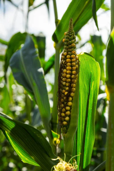 Orecchio Mais Campo Grano Raccolta — Foto Stock