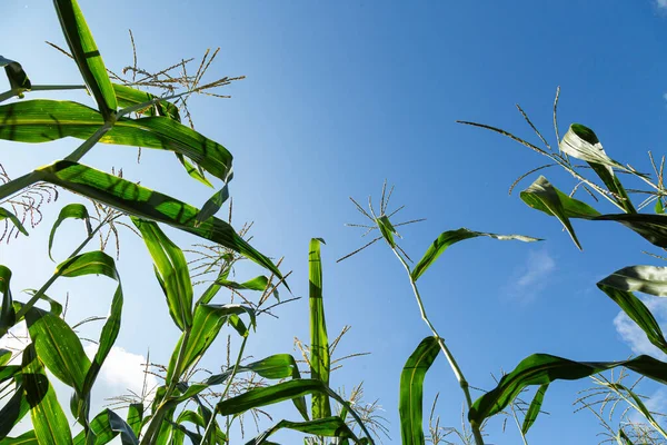 Campo Mais Nel Pomeriggio Mais Uno Sfondo Cielo Blu — Foto Stock