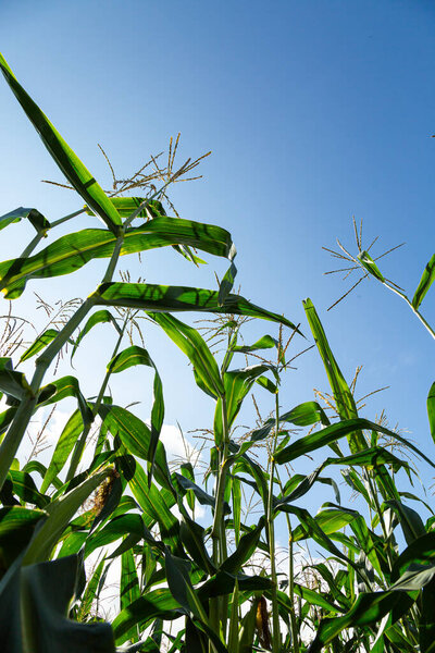 Corn field in the afternoon. Corn on a background of blue sky 