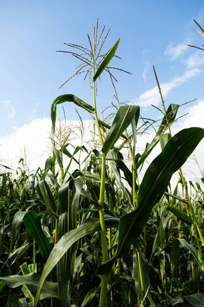 Maisfeld Nachmittag Mais Auf Blauem Himmel — Stockfoto