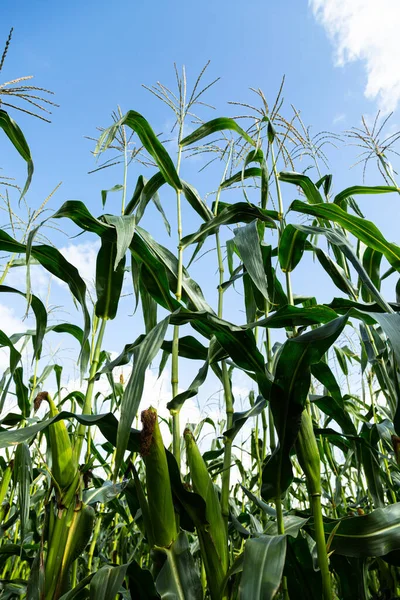 Campo Mais Nel Pomeriggio Mais Uno Sfondo Cielo Blu — Foto Stock