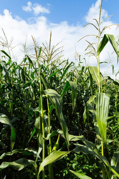 Maisfeld Nachmittag Mais Auf Blauem Himmel — Stockfoto