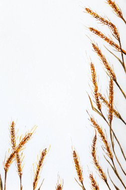 El yapımı suluboya buğday başakları