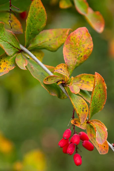 Berberis Branch Fresh Ripe Berries Blurred Background Selective Focus — Stock Photo, Image