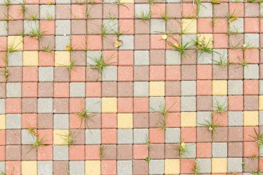 Renkli kare tuğlalar filizlenmiş çimenli taşlar.