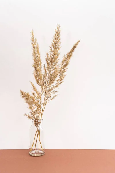 Fiori Secchi Campo Secco Spikelets Erbe Vasi Uno Sfondo Rosa — Foto Stock