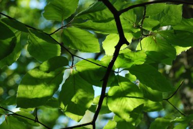Güneş ışığıyla arkadan aydınlatılmış yaprak lara ve dallara bakan bir manzara
