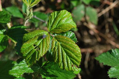 Sabahın erken saatlerinde bramble yaprak closeup